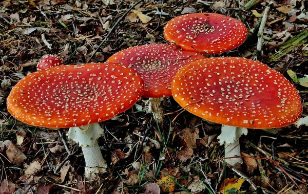 Крупним планом знімок деяких червоних грибів на листі покритому полем посеред лісу — стокове фото