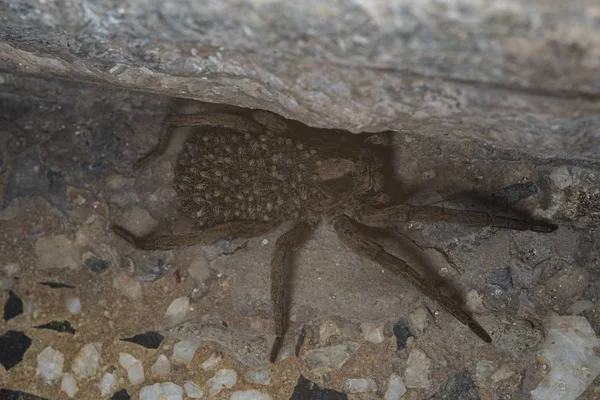 Plan Rapproché Angle Élevé Une Araignée Lycosa Portant Progéniture Près — Photo
