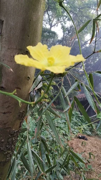 Függőleges zárófelvétel egy bautiful sárga hibiszkusz virág — Stock Fotó