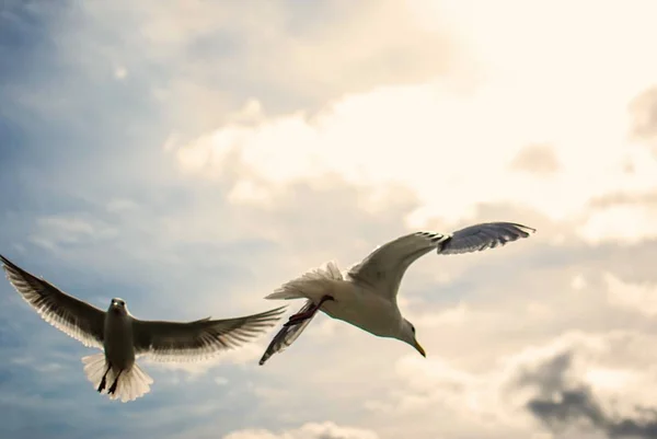 Eine Nahaufnahme Von Zwei Möwen Die Himmel Fliegen Und Die — Stockfoto