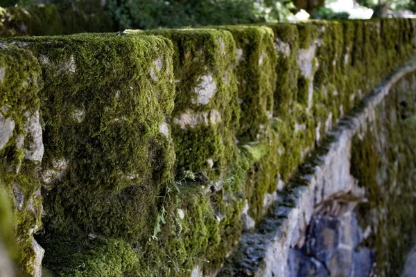 Sebuah Foto Close Dari Dinding Beton Yang Ditutupi Dengan Lumut — Stok Foto