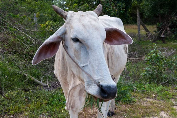 Closeup Shot White Zebu Grassy Field Surrounded Green Trees — Stock Photo, Image