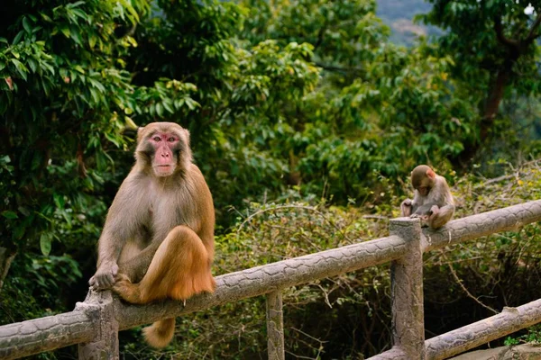 Una Hermosa Toma Lindos Monos Madre Bebé Sentados Una Cerca — Foto de Stock