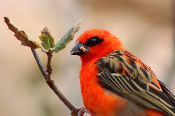 Împușcat de aproape de o pasăre roșie drăguță cocoțat pe o ramură de copac cu un fundal încețoșat — Fotografie, imagine de stoc