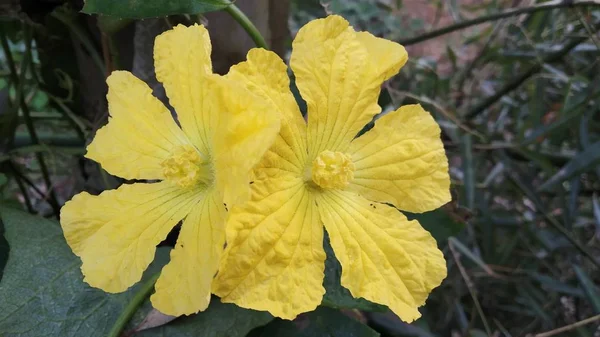 Zárófelvétel két bautible sárga hibiszkusz virág — Stock Fotó