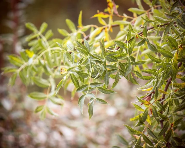 Вибіркове фокусування зеленої рослини Senegalia greggii росте в середині лісу. — стокове фото