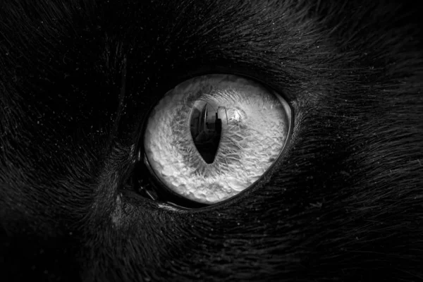 Primer Plano Imagen Escala Grises Del Ojo Gato Concepto Protección — Foto de Stock