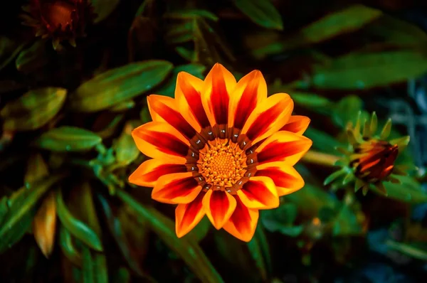 Selektive Fokusaufnahme einer süßen Osteospermum-Blütenpflanze — Stockfoto