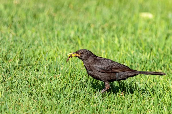 A closeup shot of a common blackbird eating a worm on the green grass