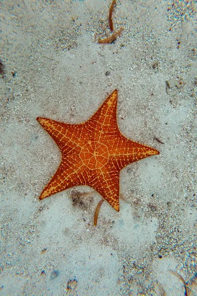 Вертикальный высокий угол съемки красивой оранжевой морской звезды на песке островов Сан-Блас в Панаме — стоковое фото