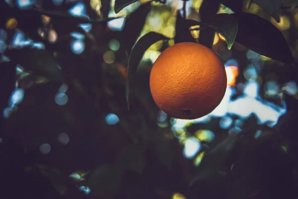 在模糊的背景上 一张带有绿叶的橘子的特写照片 — 图库照片