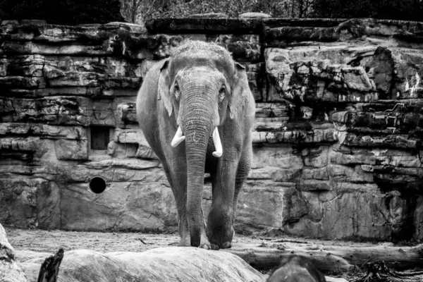 Una Toma Escala Grises Lindo Elefante Dando Paseo Medio Bosque — Foto de Stock