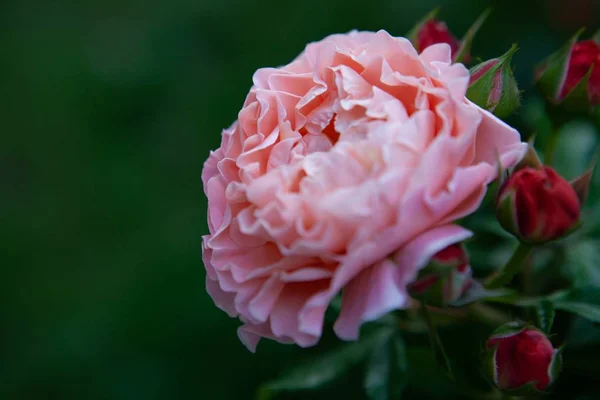 一朵美丽的粉红玫瑰的精选焦点照片将在花园中央生长 — 图库照片