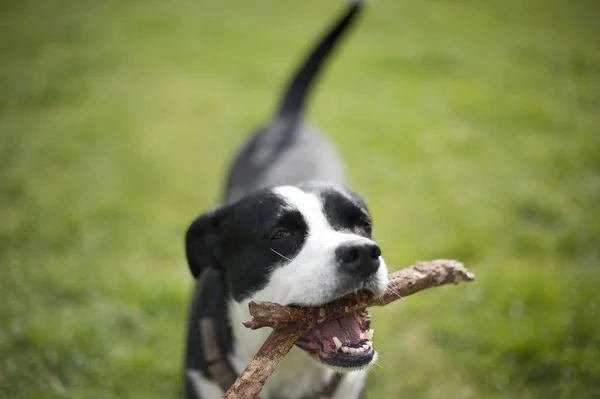 Sebuah Fokus Tembakan Selektif Dari Anjing Lucu Boston Terrier Mengunyah — Stok Foto