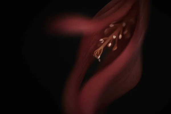 Siyah arka planda egzotik kırmızı bir çiçeğin yakın plan çekimi. — Stok fotoğraf