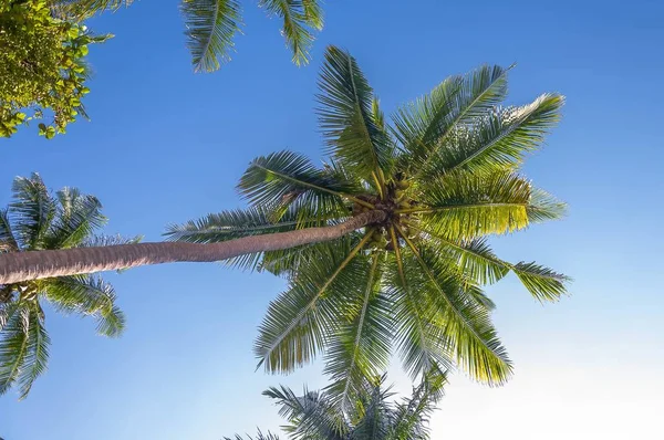Plan Angle Bas Magnifiques Palmiers Tropicaux Sous Ciel Ensoleillé — Photo