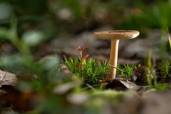 在模糊的背景下对蘑菇的选择性聚焦拍摄 — 图库照片