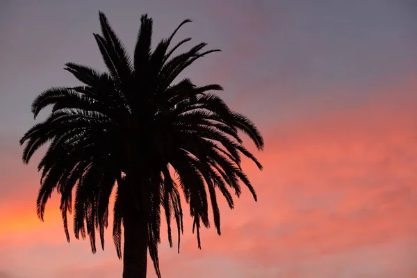 Hermoso tiro de ángulo bajo de una silueta de una palma bajo el cielo de la puesta del sol - perfecto para un papel tapiz. — Foto de Stock