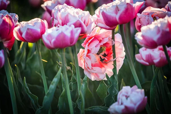 Gros Plan Beau Champ Tulipes Dame Idéal Pour Fond Naturel — Photo