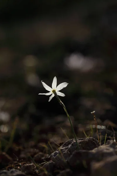 Verlichte bloem van Narcissus obsoletus daffodil. — Stockfoto