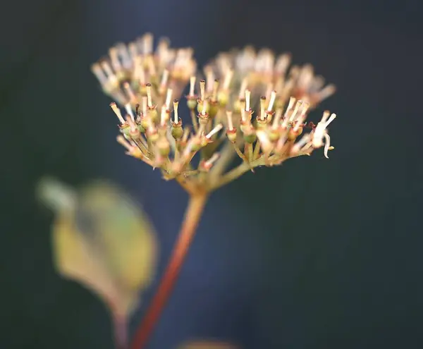 Primo Piano Una Pianta Esotica Bianca Uno Sfondo Sfocato — Foto Stock