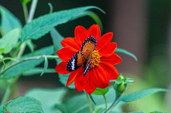 Papillon brun avec de belles textures sur une fleur à pétales rouges avec un fond flou — Photo