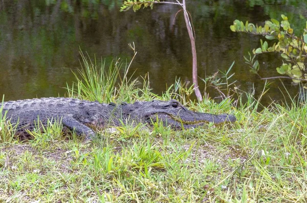 Ein Graues Krokodil Das Tagsüber Aus Einem See Einem Grasfeld — Stockfoto