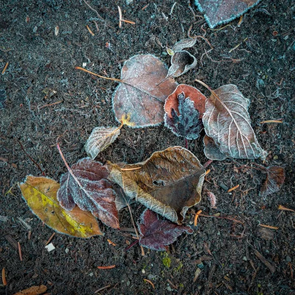 Eine Aufnahme Von Herbstblättern Die Kanada Auf Dem Boden Liegen — Stockfoto