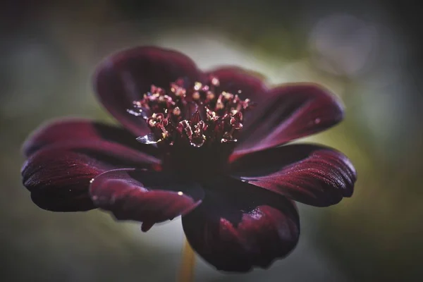 Κοντινό πλάνο από ένα εξωτικό σκούρο κόκκινο λουλούδι με θολή φόντο — Φωτογραφία Αρχείου