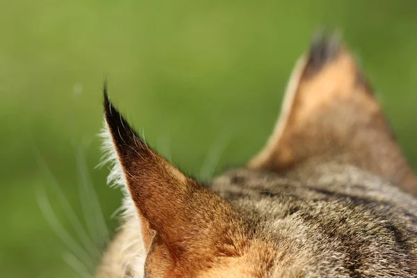 Juste Les Oreilles Chat Sont Visibles Comme Écoute Pour Les — Photo