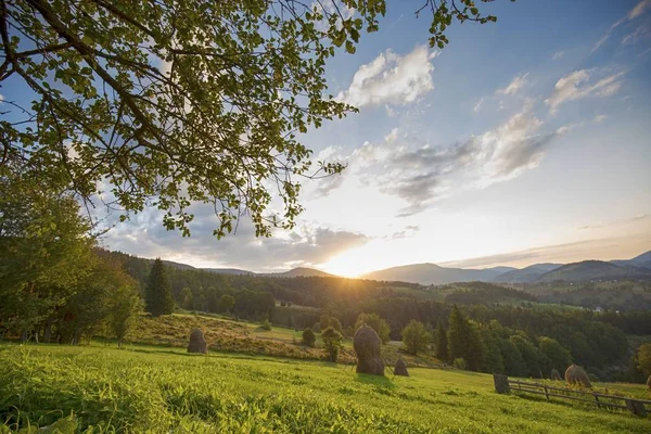 Bela paisagem de árvores verdes em um campo gramado sob o sol brilhante — Fotografia de Stock