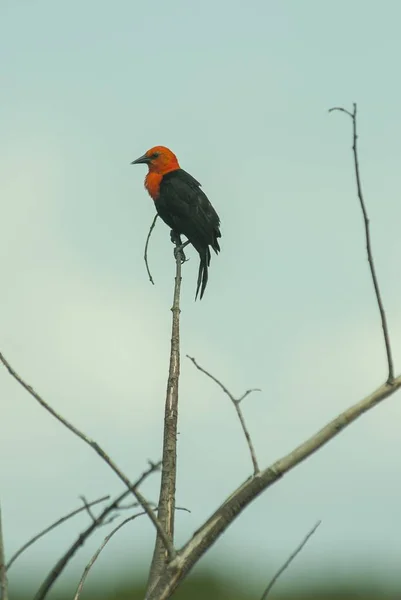 Tiro de close-up vertical de um belo celeiro engolir pássaro sentado no topo de um ramo de uma árvore — Fotografia de Stock