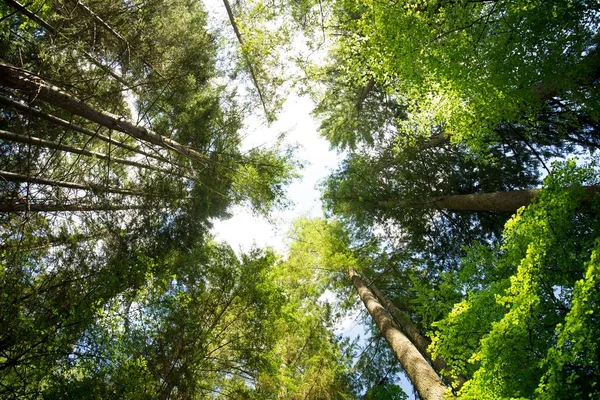 Nízký úhel záběru vrcholků vysokých stromů za slunečného dne — Stock fotografie