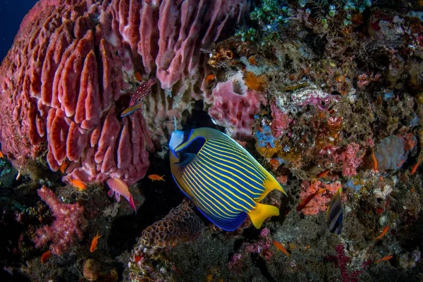 Hermoso Disparo Extraordinaria Vida Del Mundo Submarino Bali —  Fotos de Stock