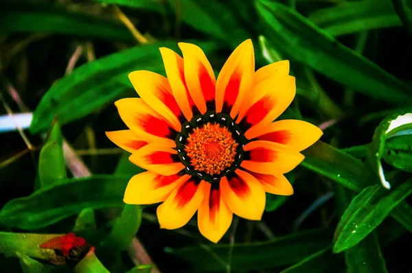 Selektive Fokusaufnahme einer niedlichen Gazania-Blütenpflanze — Stockfoto