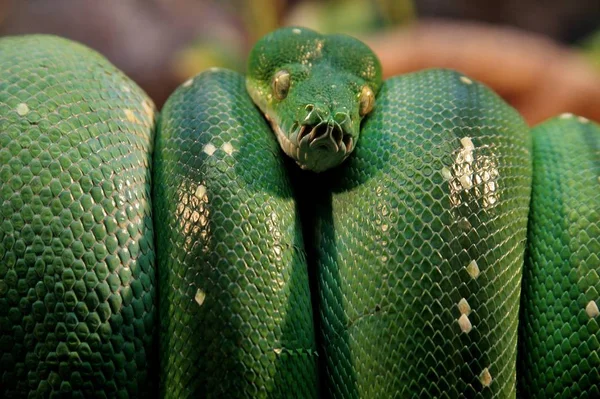 Närbild skott av en exotisk grön orm på en gren i mitten av skogen — Stockfoto