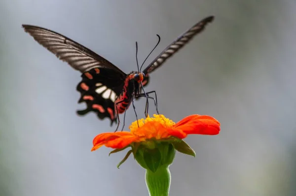 Tiro de foco seletivo de uma borboleta de rabo de andorinha em flor cor de laranja-pétala com um fundo borrado — Fotografia de Stock