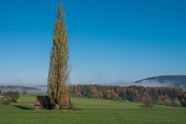 Singolo albero vicino a una cabina di legno in un campo verde con un sacco di alberi sotto il cielo blu — Foto Stock