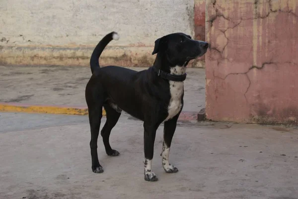 一只可怜的黑斗牛犬站在院子里的特写镜头 — 图库照片