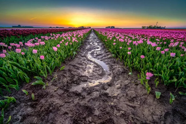 Une Belle Photo Eau Pluie Réfléchissante Milieu Champ Tulipes Aux — Photo