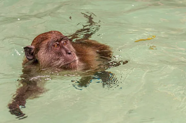 在森林里一只猴子在水里游泳的特写镜头 — 图库照片