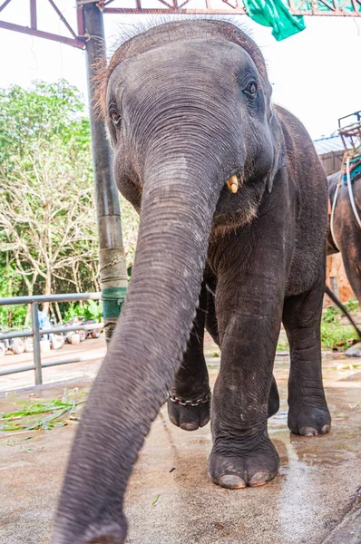 Pionowe Ujęcie Niskiego Kąta Ogromnego Słonia Zoo Ciągu Dnia — Zdjęcie stockowe