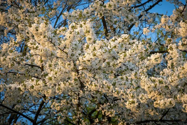 Hermosa foto de flores de cerezo blanco bajo el cielo despejado - ideal para un fondo natural — Foto de Stock
