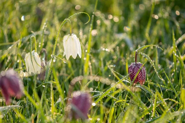 Belo tiro da cabeça de uma cobra campo de flores fritilário - ótimo para um fundo natural fresco — Fotografia de Stock