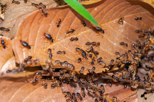 森の中の乾燥した葉の上にアリの多くの高角度のクローズアップショット — ストック写真