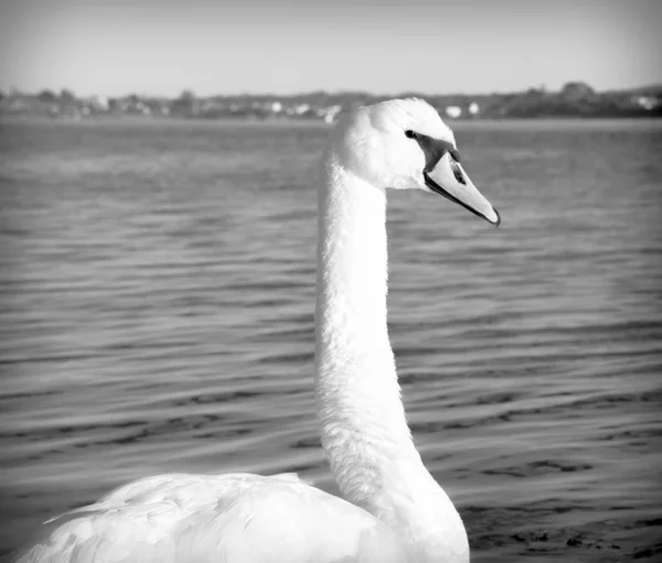 Een Grijze Shote Van Een Mooie Witte Zwaan Bij Het — Stockfoto