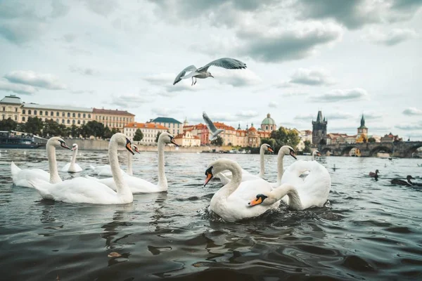 Krásný Záběr Bílých Labutí Racků Jezeře Praze — Stock fotografie