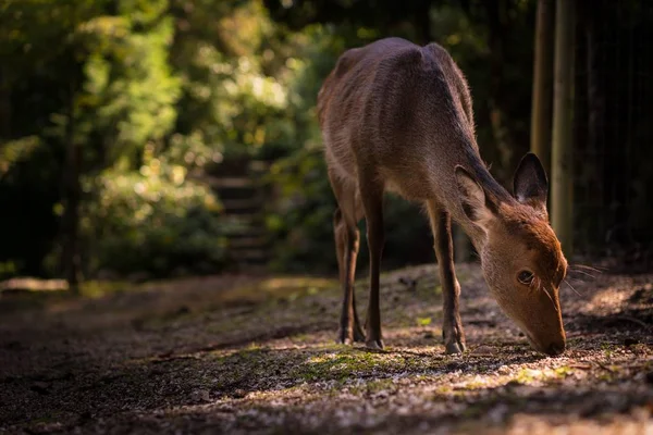 Uma Bela Foto Veado Capturado Ilha Miyajima Japão — Fotografia de Stock