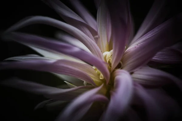 Primer plano de una exótica flor púrpura y blanca con un fondo oscuro borroso —  Fotos de Stock