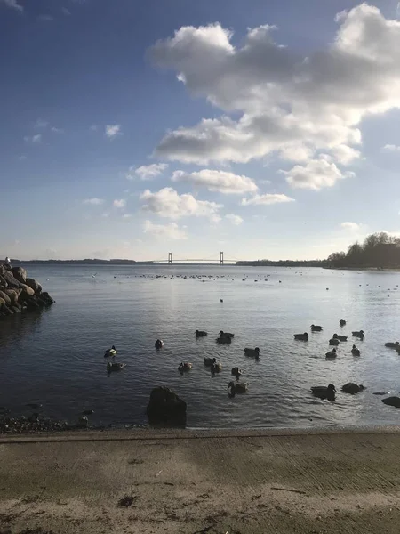 Вертикальний знімок великої кількості качок на морі під хмарним небом — стокове фото